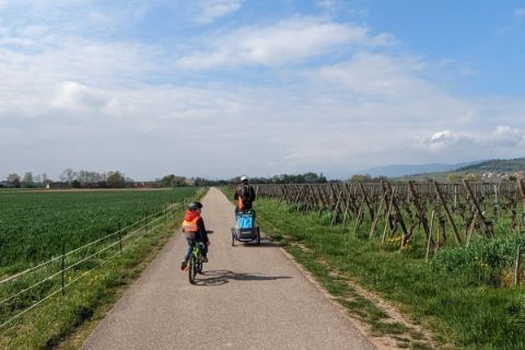 En vélo dans les vignes alsaciennes