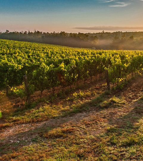 Vignoble de Toscane au soleil couchant