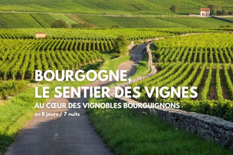Randonnée clé en main en Bourgogne. Vue du vignoble de Pommard. 
