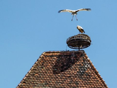 Deux cigognes, emblèmes de l'Alsace, sur un toit de Sélestat