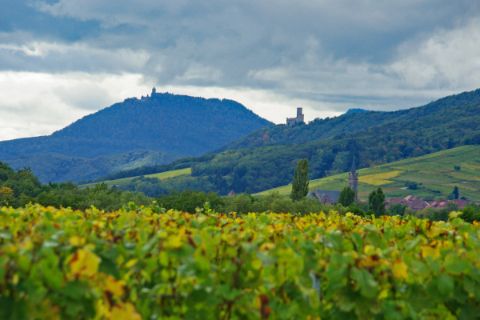 Vignoble alsacien au pied des Vosges
