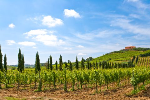 Vignoble de Toscane