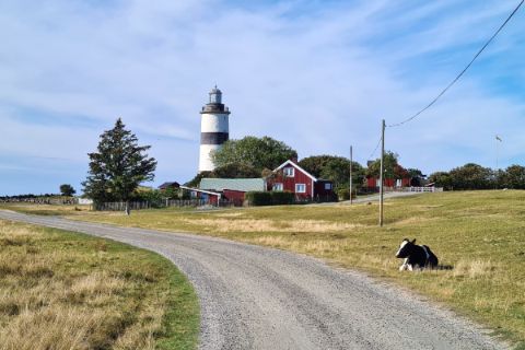Phare, maison typiques et vache sur la côte ouest suédoise